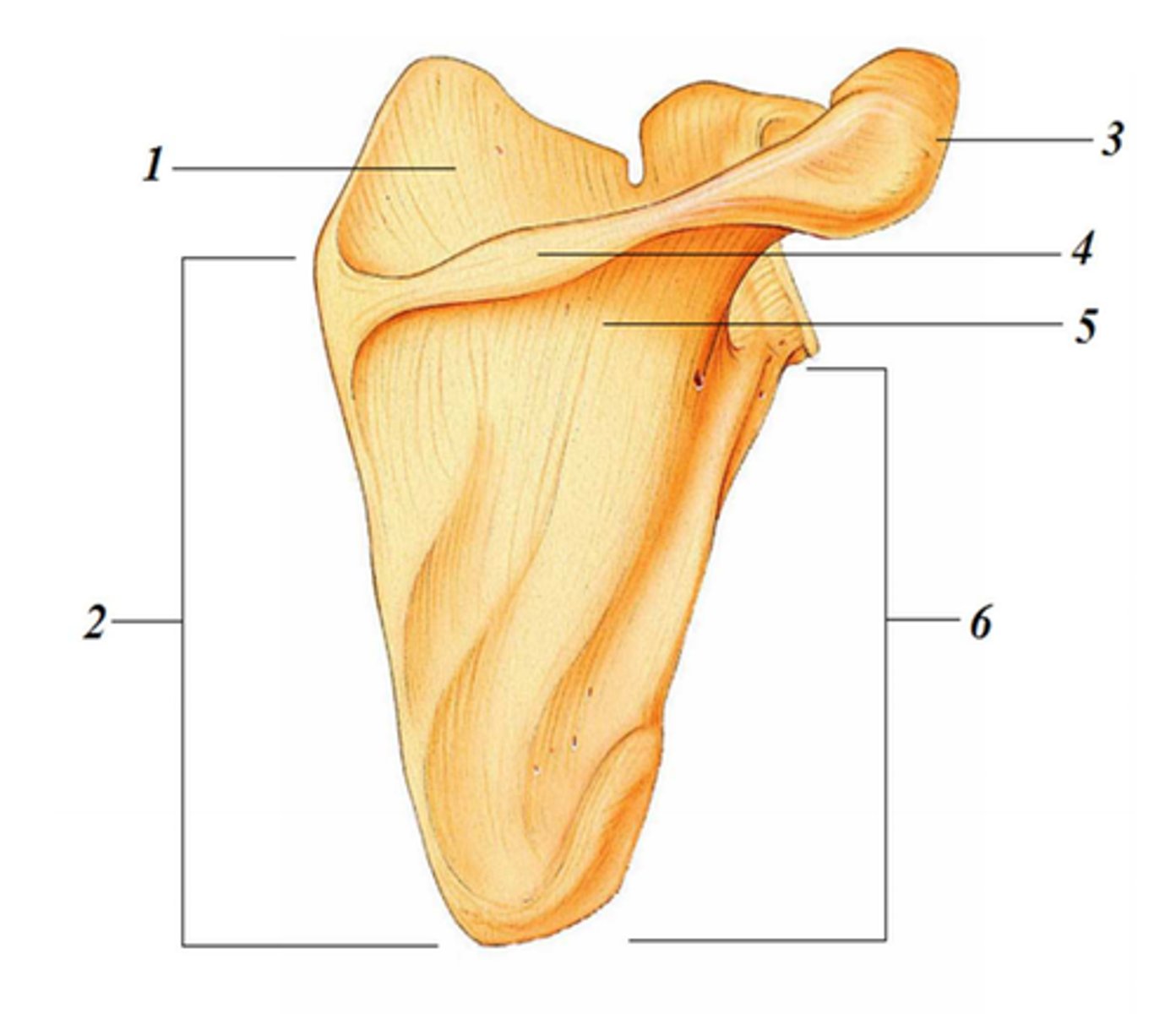 <p>4</p>