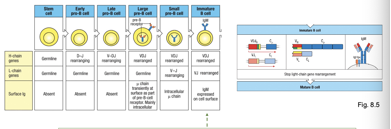 <p>Negative selection 1</p><ul><li><p>tests whether VDJ recombination of L chain pairs with established H chain to produce a BCR that BCR does not recognize self-antigens expressed in the BM</p></li><li><p>L chain exhibits allelic AND isotypic exclusion</p></li><li><p>antigen-dependent: antigens on stromal cells and soluble molecules in B< </p></li><li><p>central tolerance</p></li></ul><p></p>