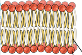 <p>What is phospholipid bilayer</p>