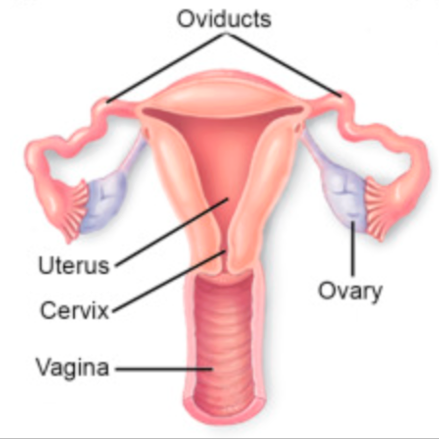 <p><span style="color: rgb(255, 131, 0);"><strong><mark data-color="yellow" style="background-color: yellow; color: inherit;">Cervix:</mark></strong></span><strong> </strong><span style="color: green;"><strong>Propria-submucosa</strong></span><strong> </strong></p><ul><li><p>Epithelium </p><ul><li><p>Function in gravid animals</p></li></ul></li><li><p>Lack of </p></li><li><p>Describe the connective tissue </p></li></ul><p></p>