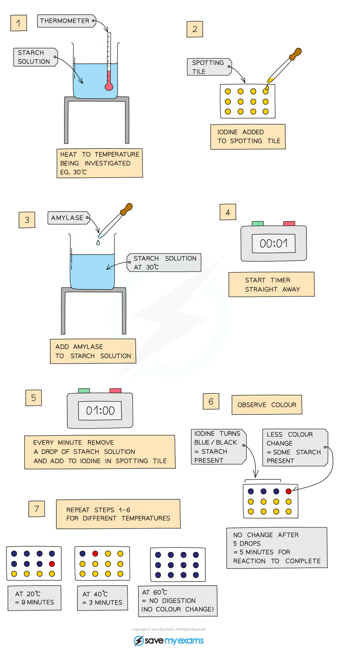 <p>amylase is an enzyme that digests starch into maltose</p><ul><li><p>add 5cm³ starch solution to a test tube and heat to a set temperature </p></li><li><p>add drop of iodine to each of the wells of a spotting tile</p></li><li><p>use a syringe to add 2cm³ amylase to the starch solution and mix</p></li><li><p>every minute, transfer a droplet of solution to a new well of iodine which should turn blue-black</p></li><li><p>repeat until the iodine stop turning blue-black (means amylase has broken down all starch)</p></li><li><p>record time taken for the reaction to be completed</p></li><li><p>repeat for a range of temps from 20-60</p></li></ul><p></p>