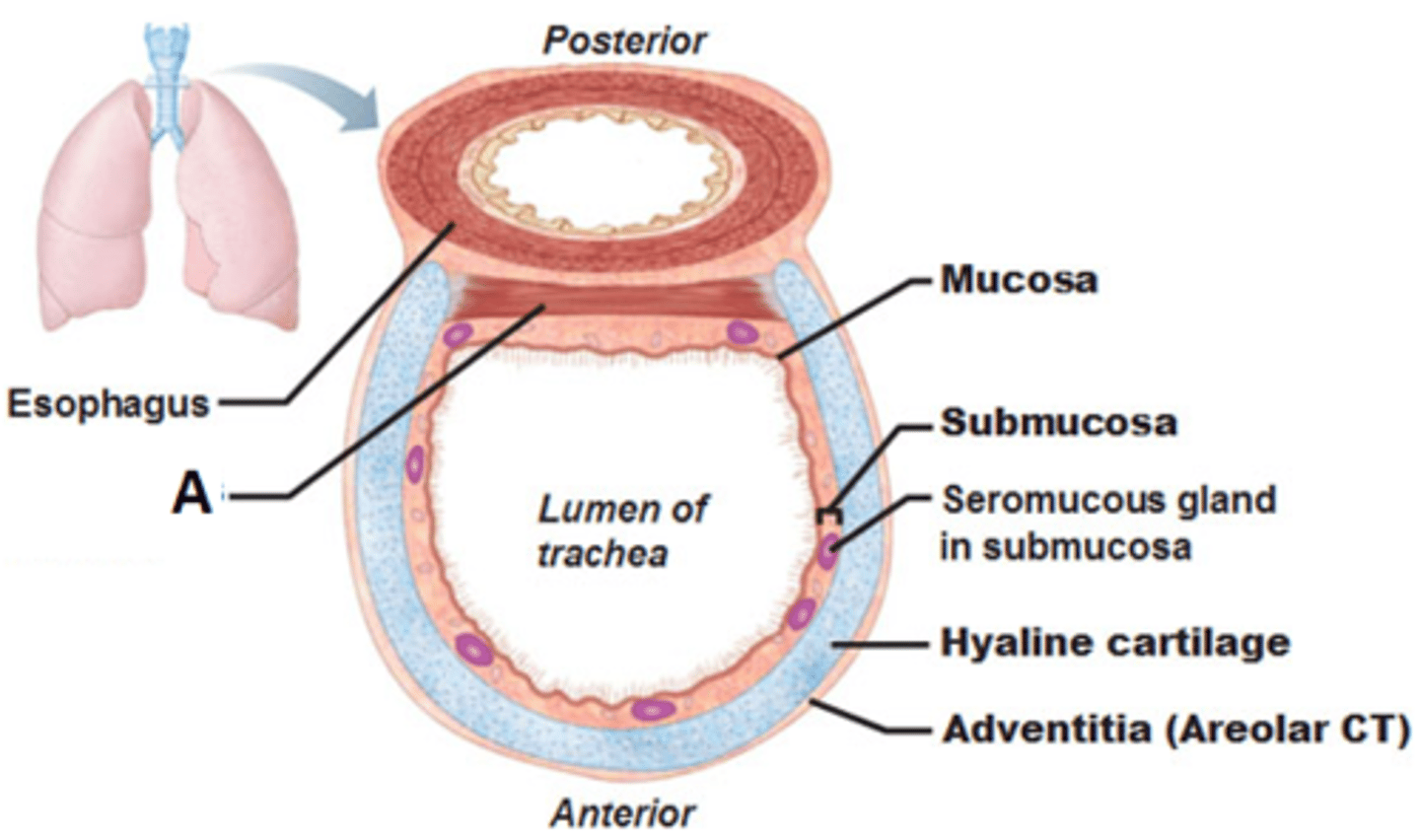 <p>Allows air to pass to and from lungs. It is called also the windpipe.</p><p>C-shaped hyaline cartilage (non-collapsible).</p><p>It is lined with pseudo-stratified columnar ciliated epithe</p><p>Both ends of the cartilage is connected with smooth muscle which is called trachealis.</p>