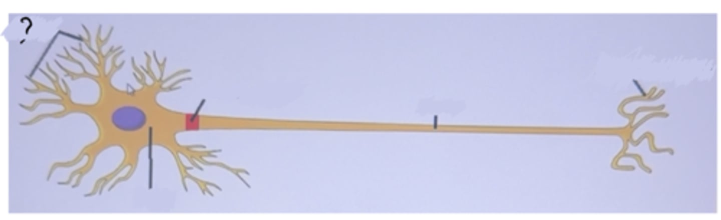 <p>Are fine extensions from the cell body of a neuron</p>