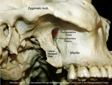 <ul><li><p><mark data-color="yellow" style="background-color: yellow; color: inherit">Maxillary nerve (CNV2)</mark></p></li><li><p><mark data-color="yellow" style="background-color: yellow; color: inherit">Maxillary artery &amp; vein</mark></p></li><li><p><mark data-color="blue" style="background-color: blue; color: inherit">Pterygopalatine ganglion</mark>: Contains parasympathetic fibers from <mark data-color="blue" style="background-color: blue; color: inherit">facial nerve (CNVII)</mark></p></li></ul><p></p>