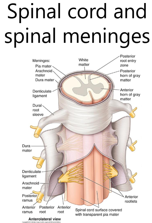 <p><strong>Meninges: third structure that protects the nervous system structure </strong>(in addition to the skull and spinal cord) </p><p><u>The Spinal Meninges: Protective Layers</u></p><p class="ds-markdown-paragraph">The <strong>meninges</strong> (singular: meninx) are <strong>three connective tissue membranes</strong> that <strong><u>envelop</u> the brain and spinal cord.</strong> Their primary functions are to:</p><ol><li><p class="ds-markdown-paragraph"><strong>Protect</strong> the delicate neural tissue. (dura matter)</p></li><li><p class="ds-markdown-paragraph"><strong>Anchor</strong> the spinal cord within the vertebral canal. (pia matter)</p></li><li><p class="ds-markdown-paragraph"><strong>Contain</strong> the cerebrospinal fluid (CSF) (arachnoid matter). </p></li></ol><p class="ds-markdown-paragraph">They are arranged in order from <strong>superficial</strong> to <strong>deepest.</strong></p><p class="ds-markdown-paragraph"><u>1.  Dura Mater ("Tough Mother")</u></p><ul><li><p class="ds-markdown-paragraph"><strong>Location:</strong> The <strong>outermost</strong> layer. It is a <strong>thick, tough, fibrous</strong>, and <strong>durable membrane</strong> that <strong>provides the strongest protection.</strong></p></li><li><p class="ds-markdown-paragraph"><strong>Key Feature:</strong> It forms a single, <strong>tubular dural sac</strong> that <strong>encloses the spinal cord</strong> and <strong>cauda equina within the vertebral canal</strong>. </p></li><li><p class="ds-markdown-paragraph">the dural sac is separated from the walls of the vertebral canal by the <strong>epidural space</strong>, which is filled with fat and a network of veins (<strong>epidural venous plexus</strong>). This is the space where an <strong>epidural anesthetic</strong> is administered.</p></li></ul><ol start="2"><li><p><u>Arachnoid Mater ("Spider-</u><strong><u>Web </u></strong><u>Like Mother")</u></p></li></ol><ul><li><p class="ds-markdown-paragraph"><strong>Location:</strong> The <strong>middle</strong> layer. It is a <strong>loose, web-like, <u>a</u>vascular membrane</strong> that lies between the pia and dura maters.</p></li><li><p class="ds-markdown-paragraph"><strong>Key Feature:</strong> The space between the arachnoid mater and the pia mater is called the <strong>subarachnoid space</strong>. This space is:</p><ul><li><p class="ds-markdown-paragraph">Filled with <strong>cerebrospinal fluid (CSF)</strong>, which cushions the spinal cord.</p></li><li><p class="ds-markdown-paragraph"><strong>Where large blood vessels run</strong>.</p></li><li><p class="ds-markdown-paragraph">The site for medical procedures like <strong>spinal taps</strong> (lumbar punctures), <strong>where a needle is inserted to collect CSF.</strong></p></li></ul></li></ul><p>3. <u>Pia Mater (deepest) ("Tender Mother")</u></p><ul><li><p class="ds-markdown-paragraph"><strong>Location:</strong> The <strong>innermost</strong> layer. </p></li><li><p class="ds-markdown-paragraph">It is a <strong>very thin, delicate, and highly vascularized membrane</strong> that <strong>clings intimately</strong> to every surface of the spinal cord and brain, following all its contours.</p></li><li><p class="ds-markdown-paragraph"><strong>Key Specialization:</strong> The <strong>denticulate ligaments</strong> are <strong>lateral, tooth-like extensions of the pia mater that anchor the spinal cord to the dura mate</strong>r, providing <strong>lateral stability and preventing excessive movement.</strong></p></li></ul><p></p>