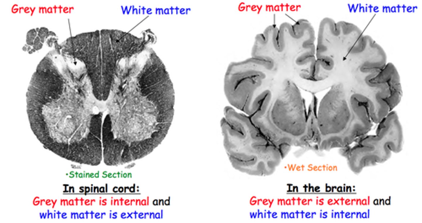 <p>Area of the Spinal Cord (as seen in cross-section) consisting of soma vs. myelinated axons</p>