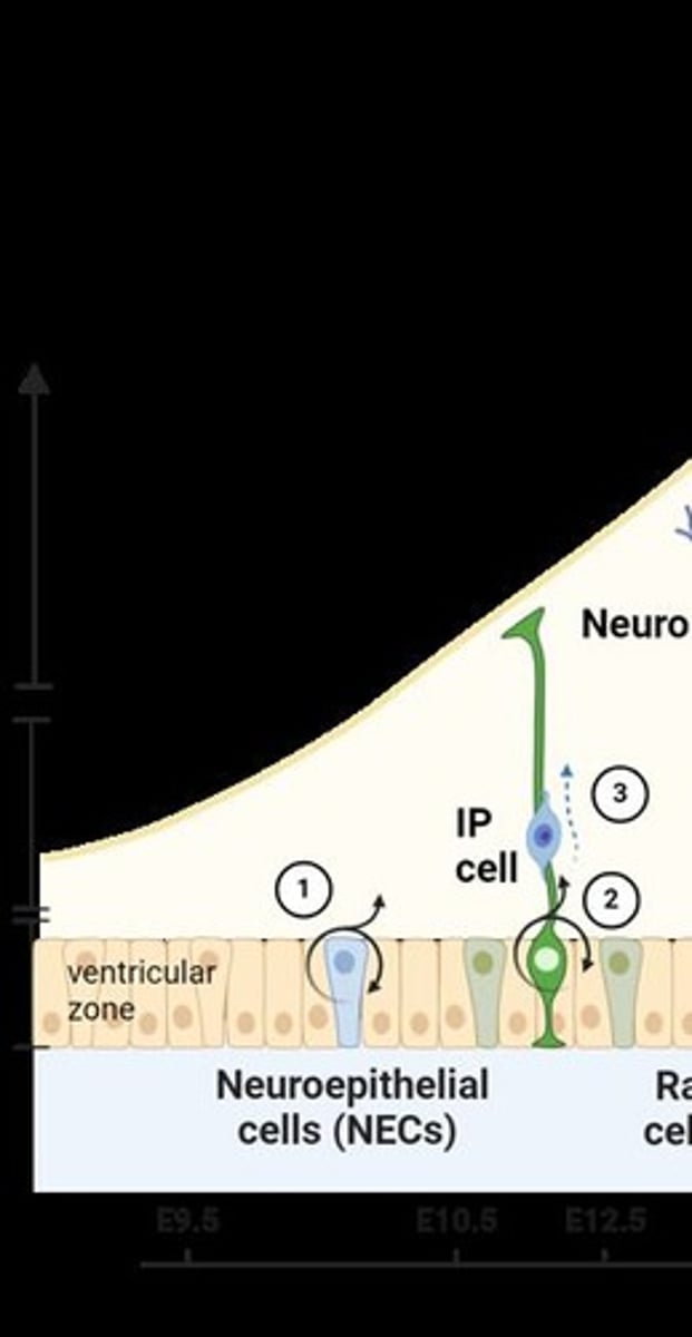 <p>The birth, survival, migration, and differentiation of new neurons.</p>