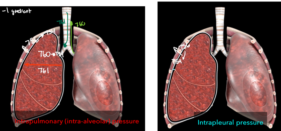 <p>Intrapulmonary pressure is at 760mmHg and Intrapleural pressure is at 756</p><ul><li><p>when inspiration and muscles contract, intrapulmonary pressure decreases to 759mmHg and Intrapleural pressure decreases to 754mmHg creating a -1 mmHg gradient</p></li><li><p>When diaphraphm and intracostals relax, Intrapleural pressure returns to 756mHg</p></li><li><p>When lungs recoil, intrapulmonary pressure increases to 761mmHg creating a pressure gradient of +1mmHg</p></li><li><p>During expiratory intrapulmonary pressure returns to 760mmHg</p></li></ul>