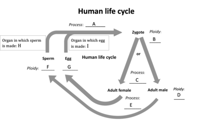 <p><span>Which of the following stages are haploid (n)?</span></p>