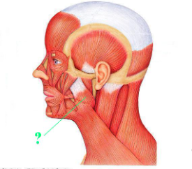 <p><span>Identify the indicated muscle.</span></p>