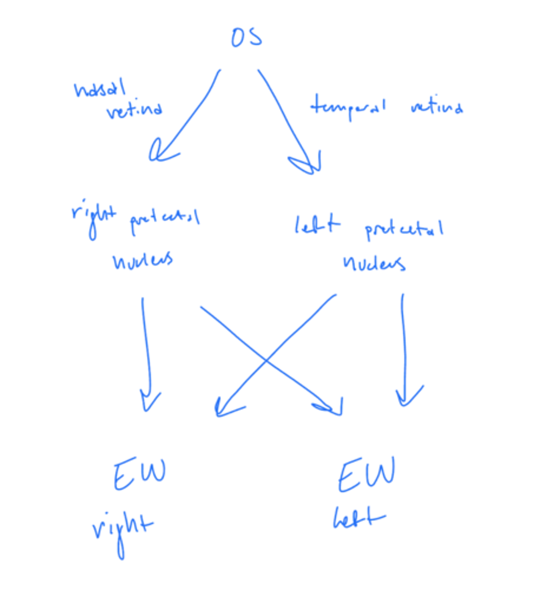 <p>both left and right EW nuclei</p>