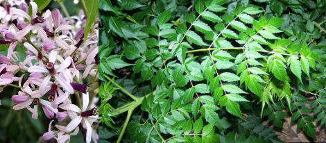 <p>Meliaceae </p><p>Melia azedarach </p>