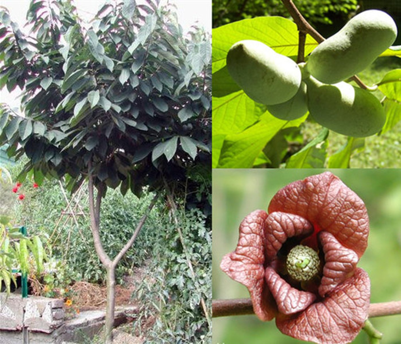 <p>A small deciduous tree with large, long, pear-shaped leaves and large mango-like green fruits. It grows in rich, moist forested areas throughout the Chesapeake Bay watershed.</p>