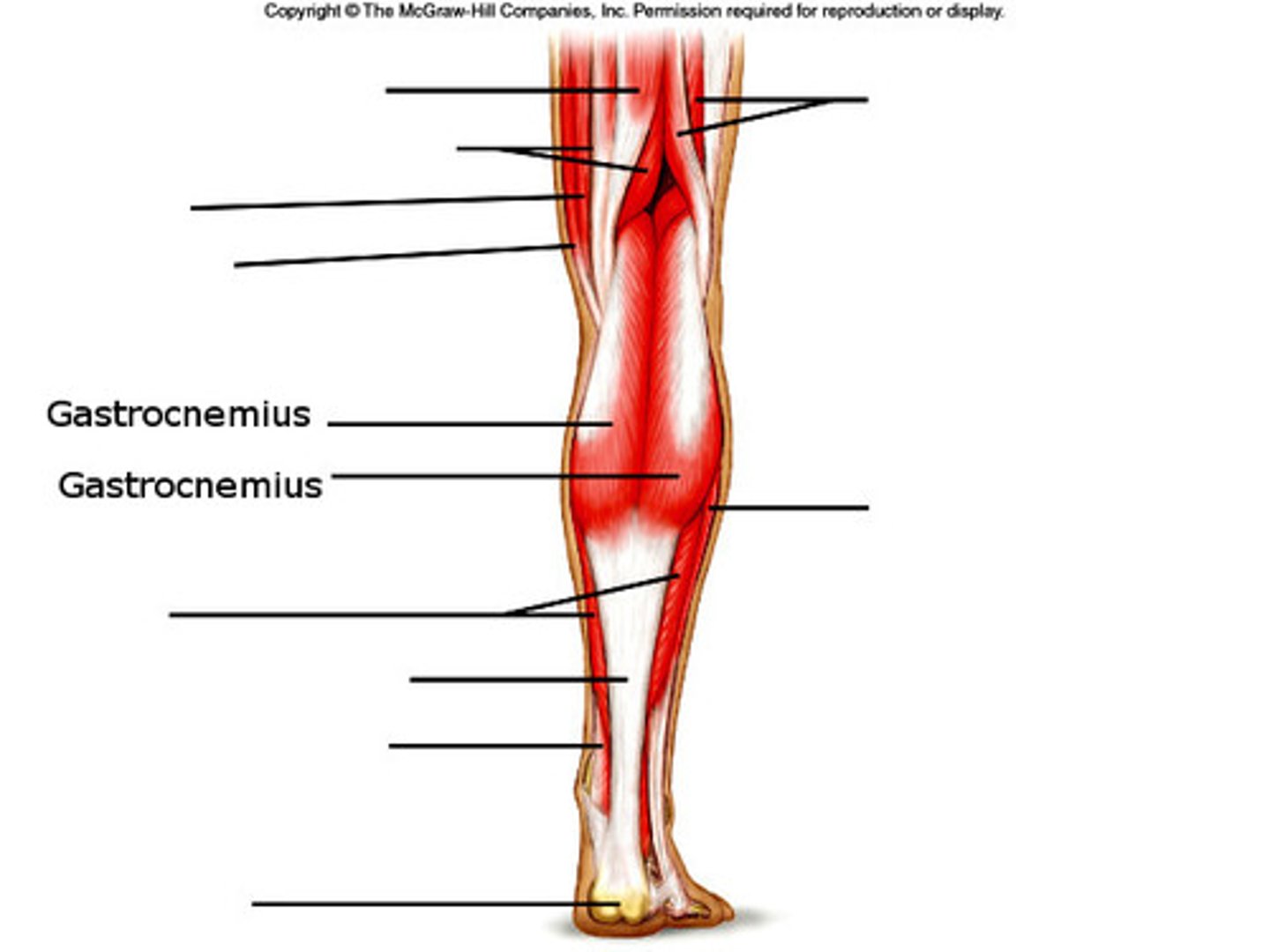 <p>Flexes the knee; Also plantar flexes the foot</p>
