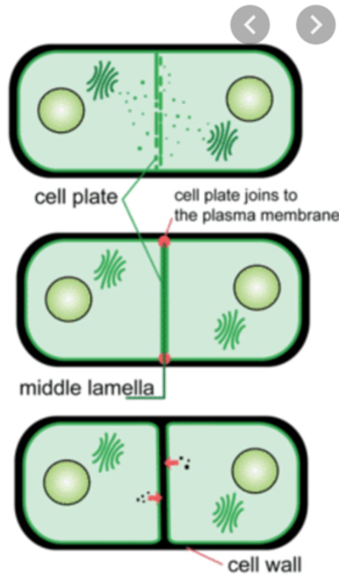<p>1) cell plate forms across equator of the cell / cellulose cell wall laid down<br>2) cytoplasm is divided into two</p>