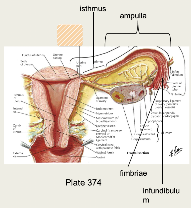 <p>Section of uterine tube that travels through muscle of uterus</p>