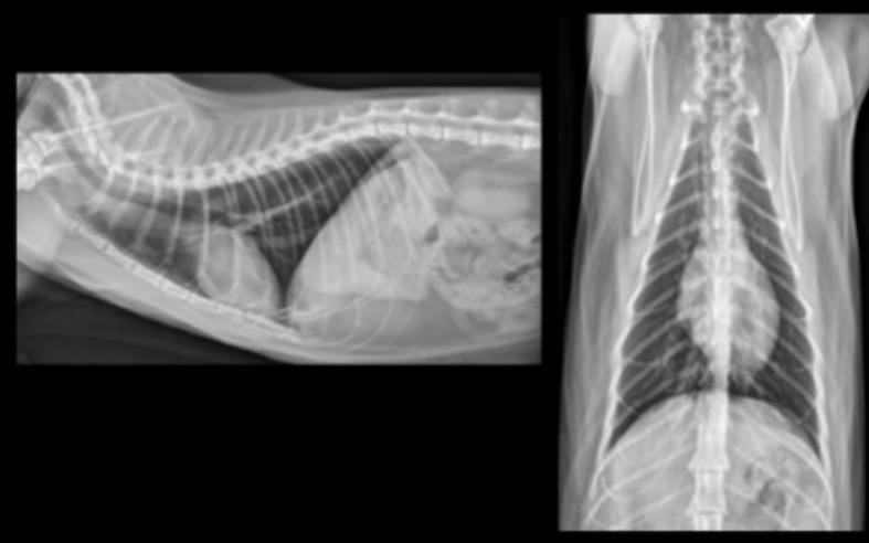 <p>What can be seen in these cat radiographs?</p>