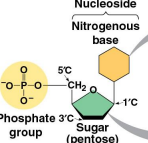 <p>Nucleotides</p>