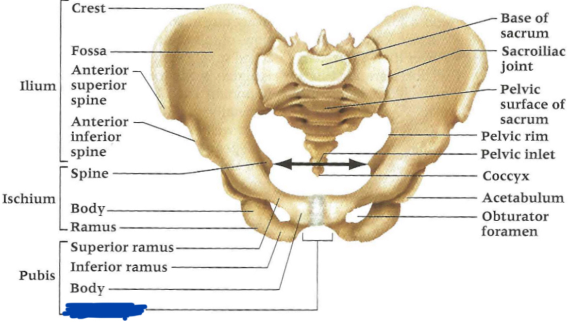 <p>Pubic _____</p>