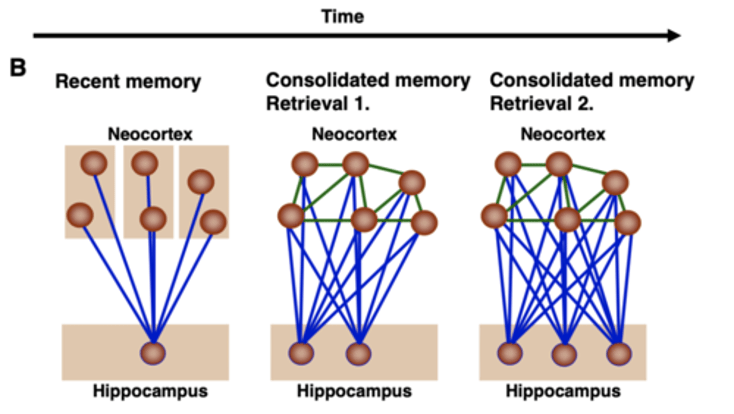 <p>Each time you recall a memory, you create a new memory (trace) of the recollection of the event itself and repeated recall doesn't just strengthen the cortical connections and instead make new traces/changes the nature of the memory</p>