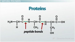 <p>are natural polymers; a polymer that’s made of amino acids</p>