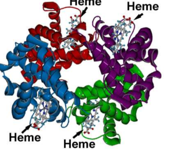 <ul><li><p>two or more polypeptide chains joined to form a functional protein</p></li><li><p>occurs when a protein is made up of two or more polypeptide chains joined together.</p></li></ul><p></p>