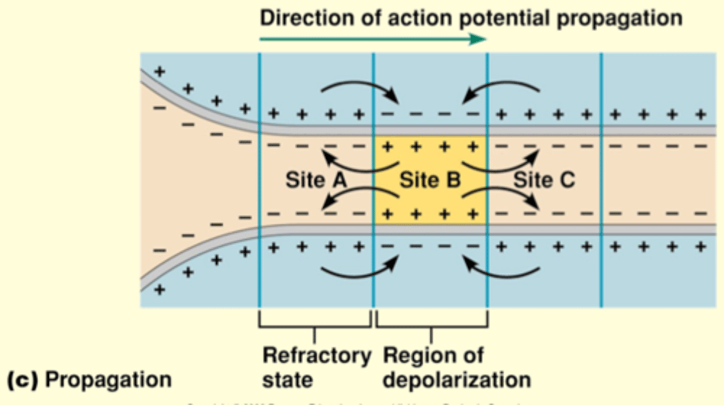 <p>Not moving backwards bc these voltage gated are closed</p><p>The current depolarizes the adajcent region of the membrane (site B) to threshold, eliciting an action potential there</p>