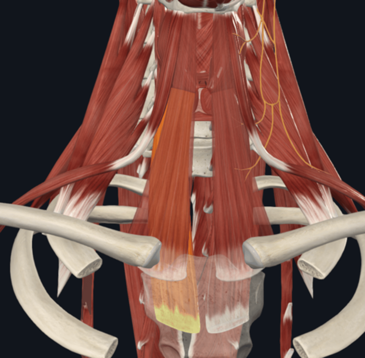 <p>What is the attachment of the sternothyroid muscle of the infrahyoid muscle? What is its function?</p>