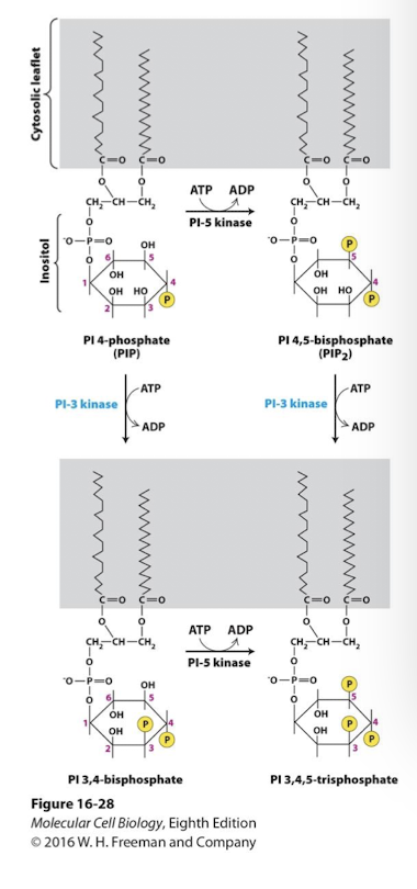 <p>PI kinases add phosphate groups to specific -OH groups of inositol carbons </p><p>some GPCR pathways activate Phospholipase C which cleaves PIP<sub>2</sub> releasing IP<sub>3</sub> and DAG as second messengers </p><p>some RTK pathways activate <strong>phospholipase C<sub>𝛾</sub> </strong>which also cleaves PIP<sub>2</sub> releasing IP<sub>3</sub> and DAG </p><p>As with GPCR signaling <strong>IP<sub>3</sub> promotes Ca<sup>2+ </sup>release from the ER </strong>and <strong>DAG activates Protein Kinase C </strong>family proteins </p><p>PI<sub>3</sub> Kinase modify PIs to activate diverse downstream kinases </p><ul><li><p>some RTKs phosphorylate and activate <strong>phosphoinositide 3-kinases </strong></p></li><li><p>Active PI<sub>3</sub>K phosphorylates the 3’ carbon on one of two phosphoinositide substates </p><ul><li><p>PI 4-phosphate </p></li><li><p>PI 4,5-disphosphate </p></li></ul></li><li><p>yielding two distinct phosphatidylinositol 3-phosphates </p><ul><li><p><strong>PI 3,4 bisphosphate </strong></p></li><li><p><strong>PI 3,4,5 triphosphate </strong></p></li></ul></li><li><p>These phosphorylated PIs activate a kinase family that transduces the signal: <strong>Protein Kinase B family </strong></p></li></ul><p></p>