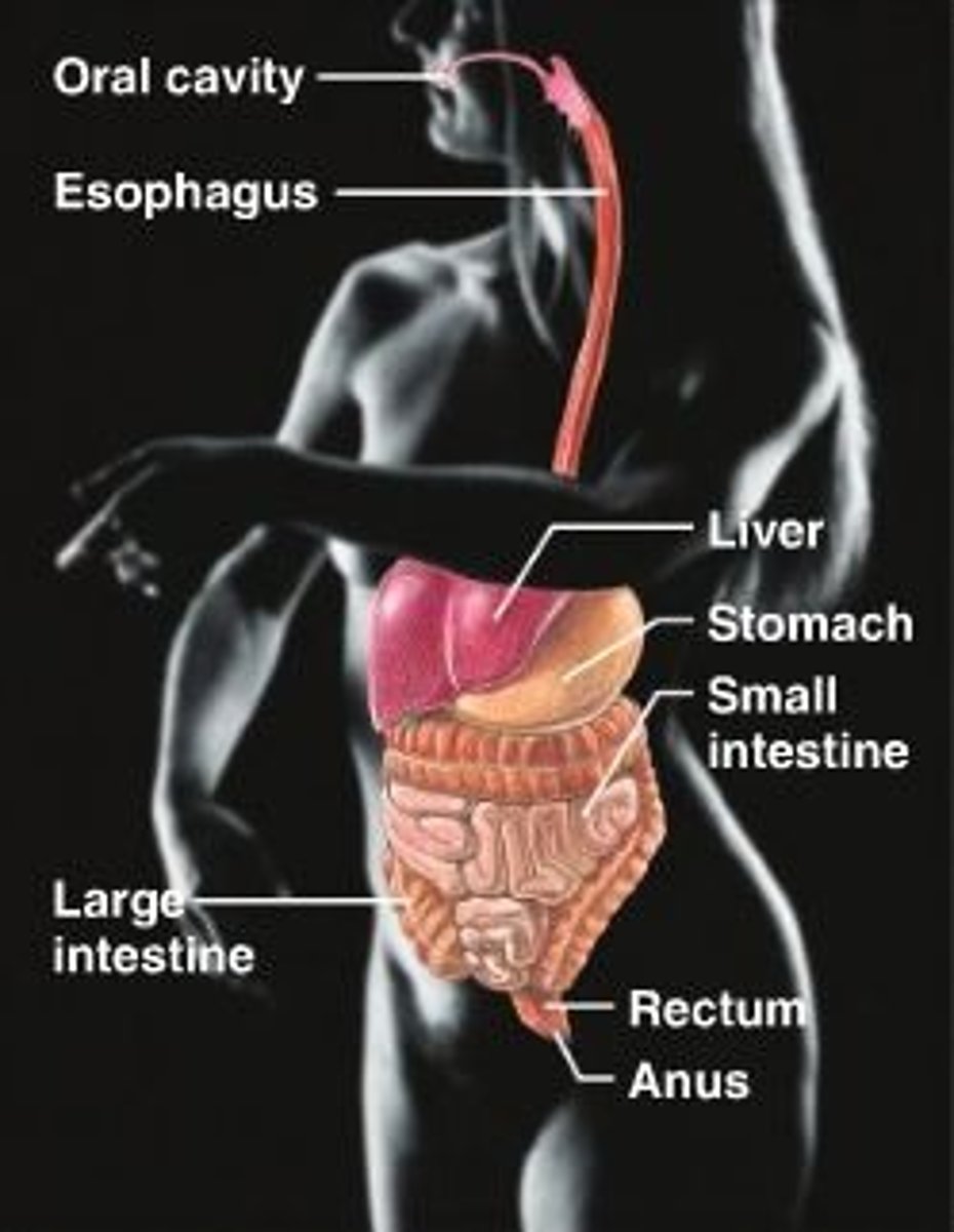 <p>-small intestine: duodenum, jujenum, ilium</p><p>-large intestine: cecum, colon, rectum</p>