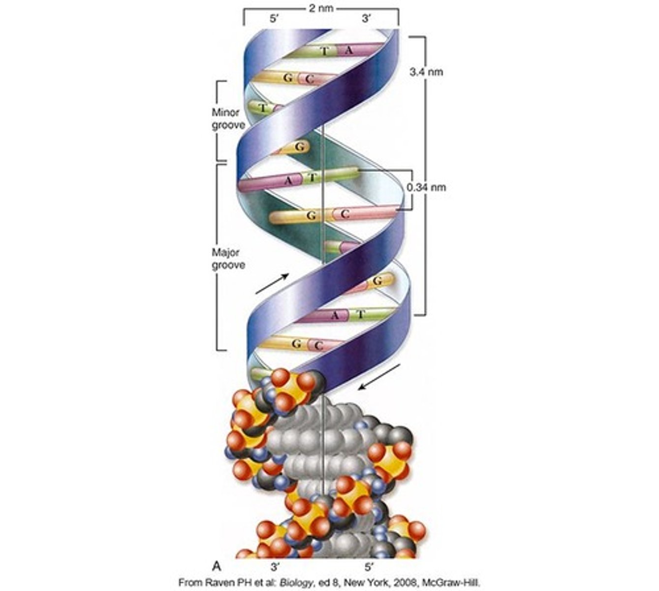 <p>DNA has a double helix structure.</p>