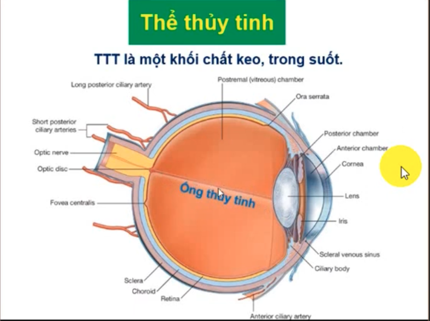 <p><span style="color: blue"><strong>Ống thuỷ tinh</strong></span> là đường nối giữa ? </p>