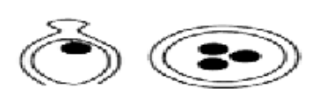 <p>determine the placentation</p>