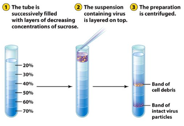 <p>This is a <strong>one-step centrifugation</strong>. It depends on diff densities of viral components and particles.</p>