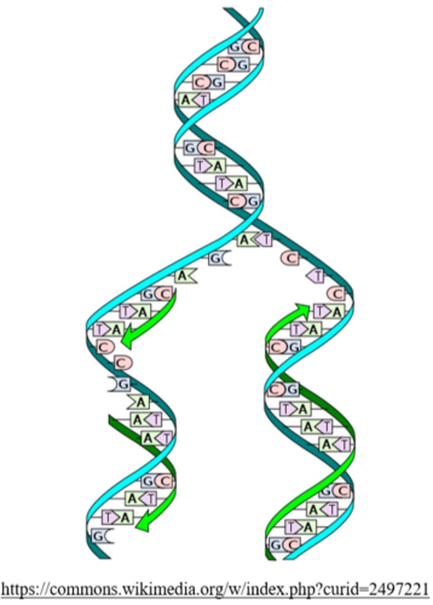 <p>replication fork</p>