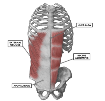 <p>ORIGIN of external oblique</p>