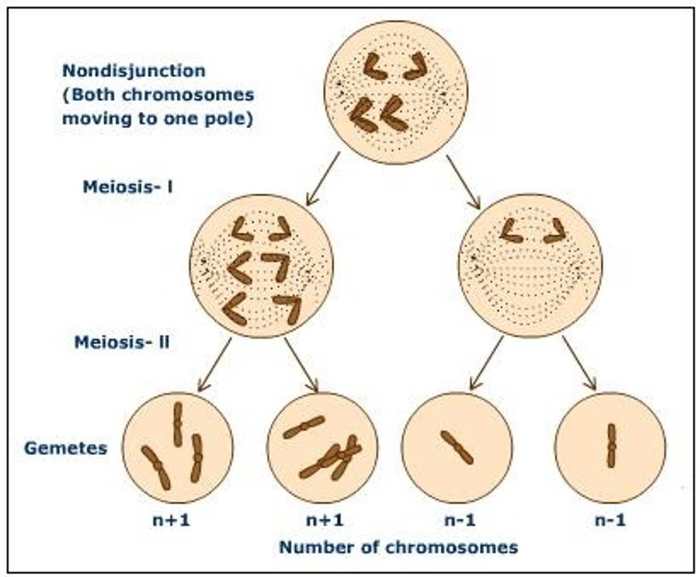<p>the failure of one or more pairs of homologous chromosomes or sister chromatids to separate normally during nuclear division, usually resulting in an abnormal distribution of chromosomes in the daughter nuclei.</p>