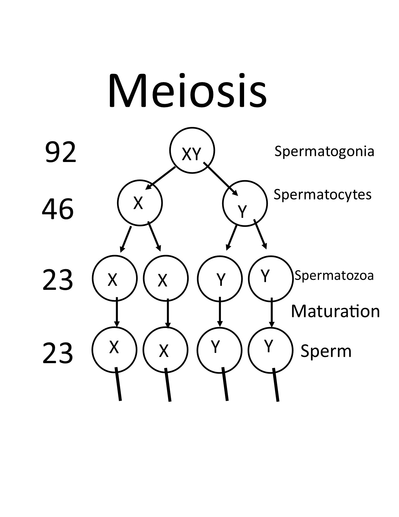 <p>Meiosis diagram</p>