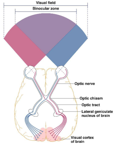 <p>binocular vision</p><p></p>