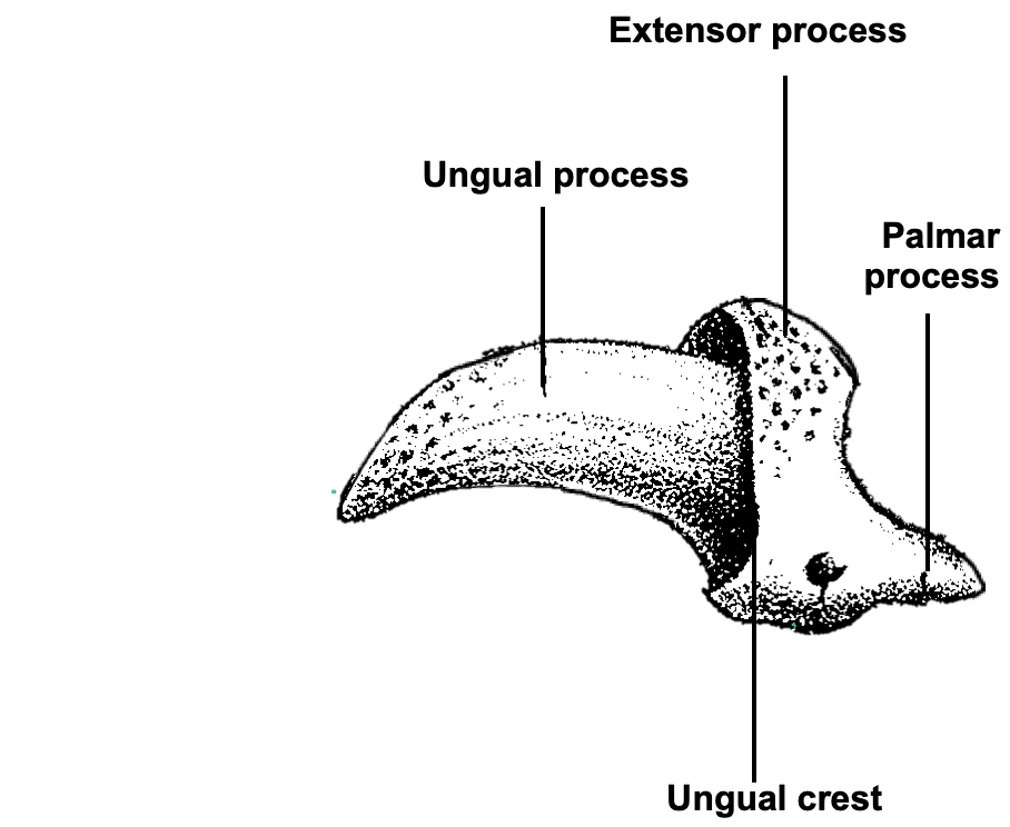 <p><strong>1) Ungual Process</strong> - supports claw</p><p><strong>2) Ungual Crest </strong>- vascular root of claw </p><p><strong>3) Extensor Process</strong> - extensor tendon insertion point </p><p><strong>4) Palmar Process </strong>- flexor tendon insertion point </p>