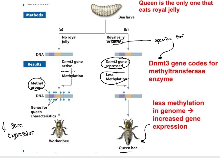 queen is the only one that eats royal jelly, Dnmt3 gene repressed- codes for methyltransferase enzyme > less methylation in genome leads to increased gene expression 