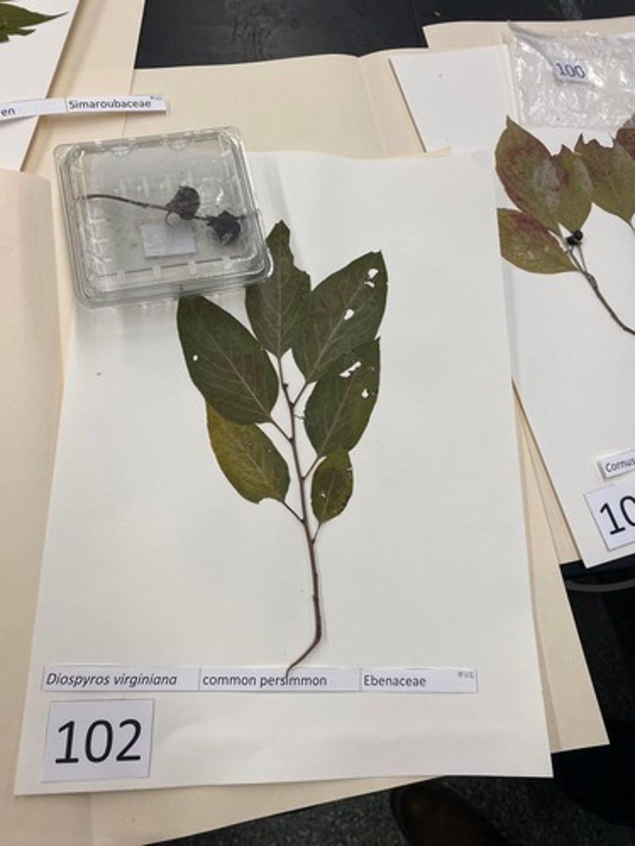 <p>Diospyros virginiana (Ebenaceae)</p>