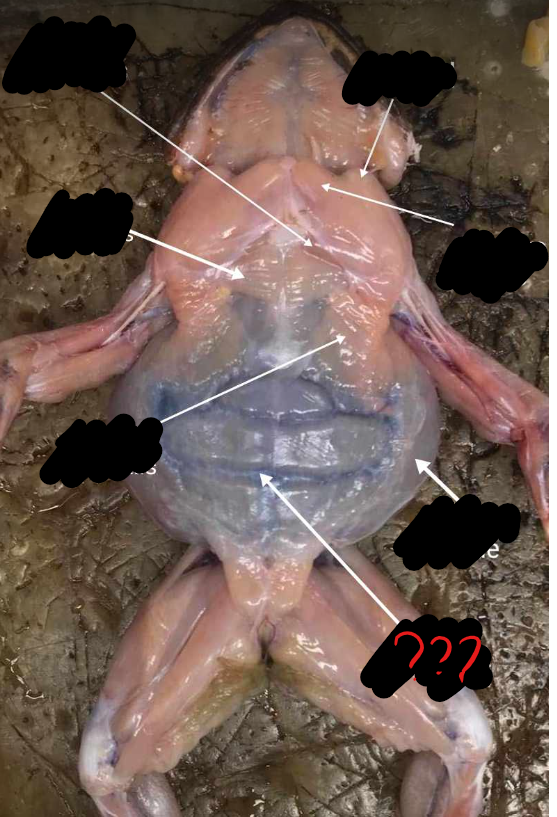 <p>broad, thin muscle covering the ventral side of the abdomen; two parts separated by the linea alba, marked by crosswise faint lines called the ventral inscriptiones tendinae</p>