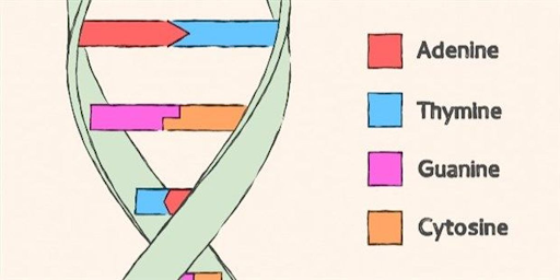 <p>ADENINE, THYMINE, GUANINE, CYTOSINE</p><p>Car in a garage ( Cytosine + Guanine) Apples in a tree (Adenine + Thymine)</p>