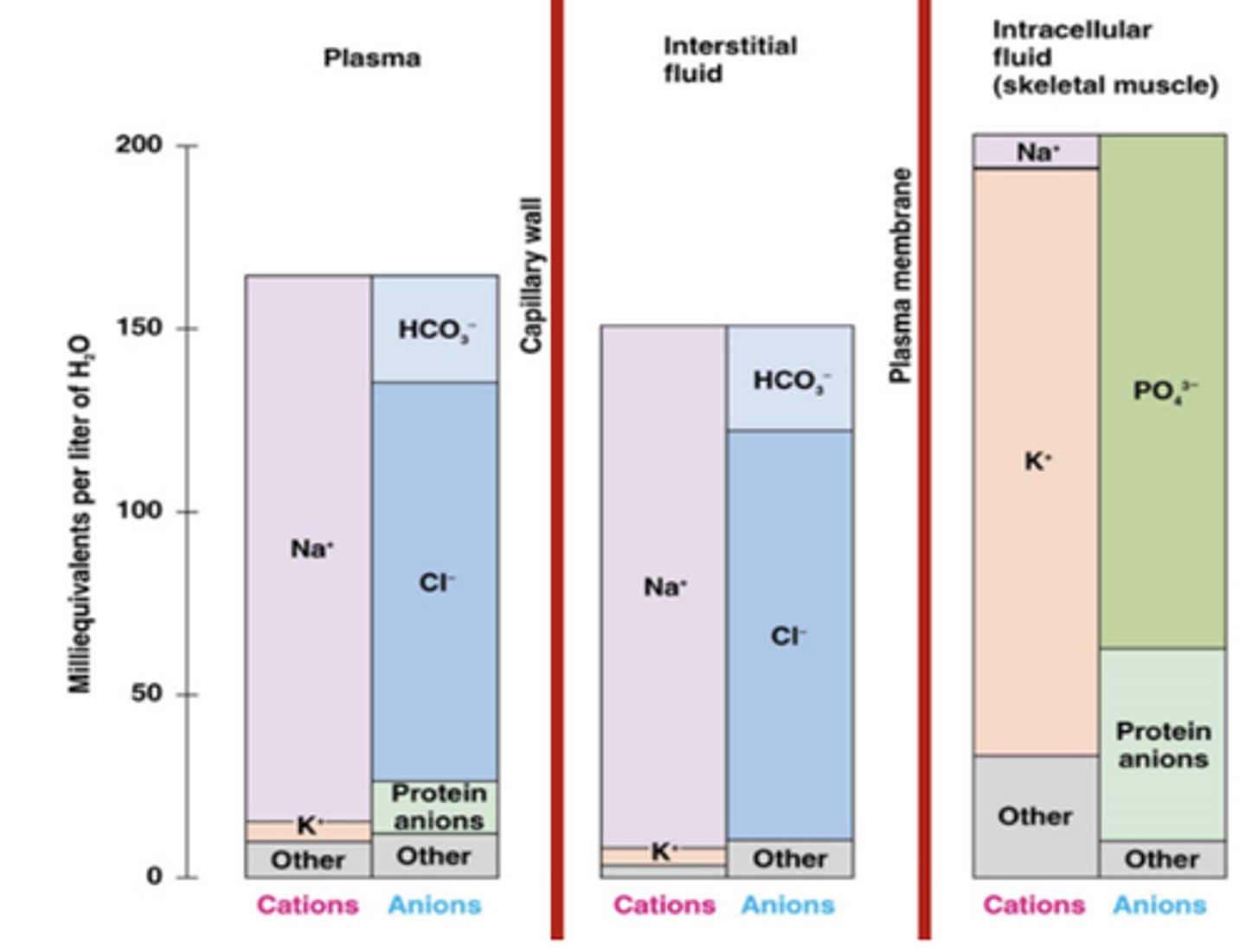 <p>Na is the primary extracellular solute</p><p>K is the primary intracellular</p><p>distribution is maintained by NaK ATPase</p>