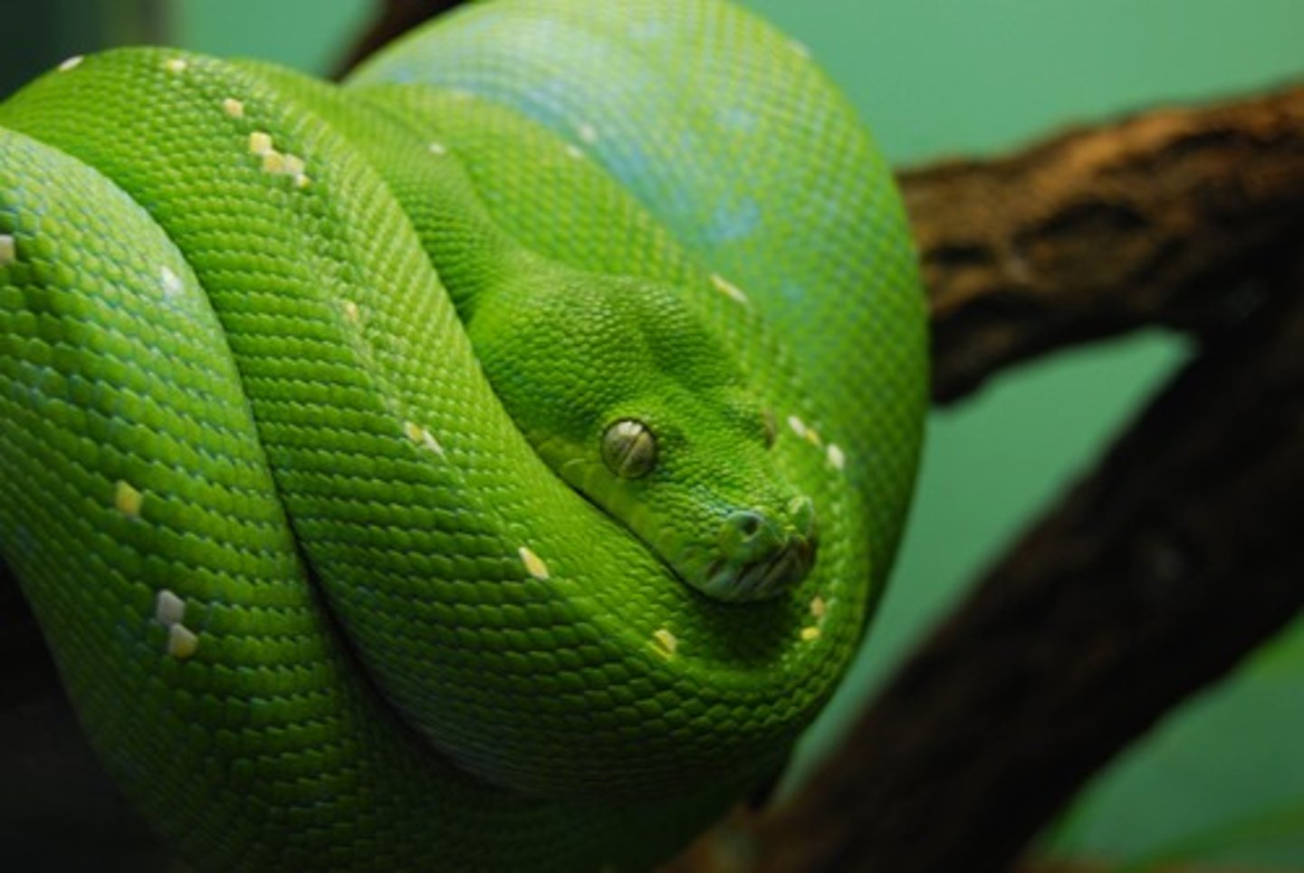 <p>snake</p>