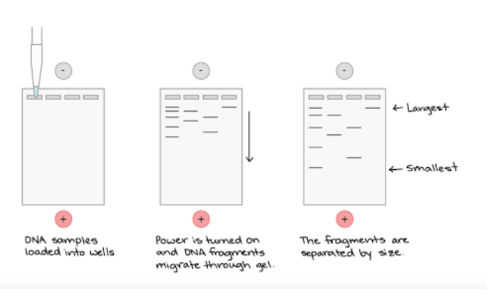 <ul><li><p>wells are loaded with samples using pipette</p></li><li><p>gel is placed in buffer solution in a chamber with to electrodes</p></li><li><p>positive electron opposite to wells</p></li><li><p>DNA’s negative charge due to phosphate causes it to be attracted to positive side</p></li><li><p>smaller fragments travel faster and farther</p></li><li><p>larger fragments travel slower&nbsp;</p></li></ul><p></p>