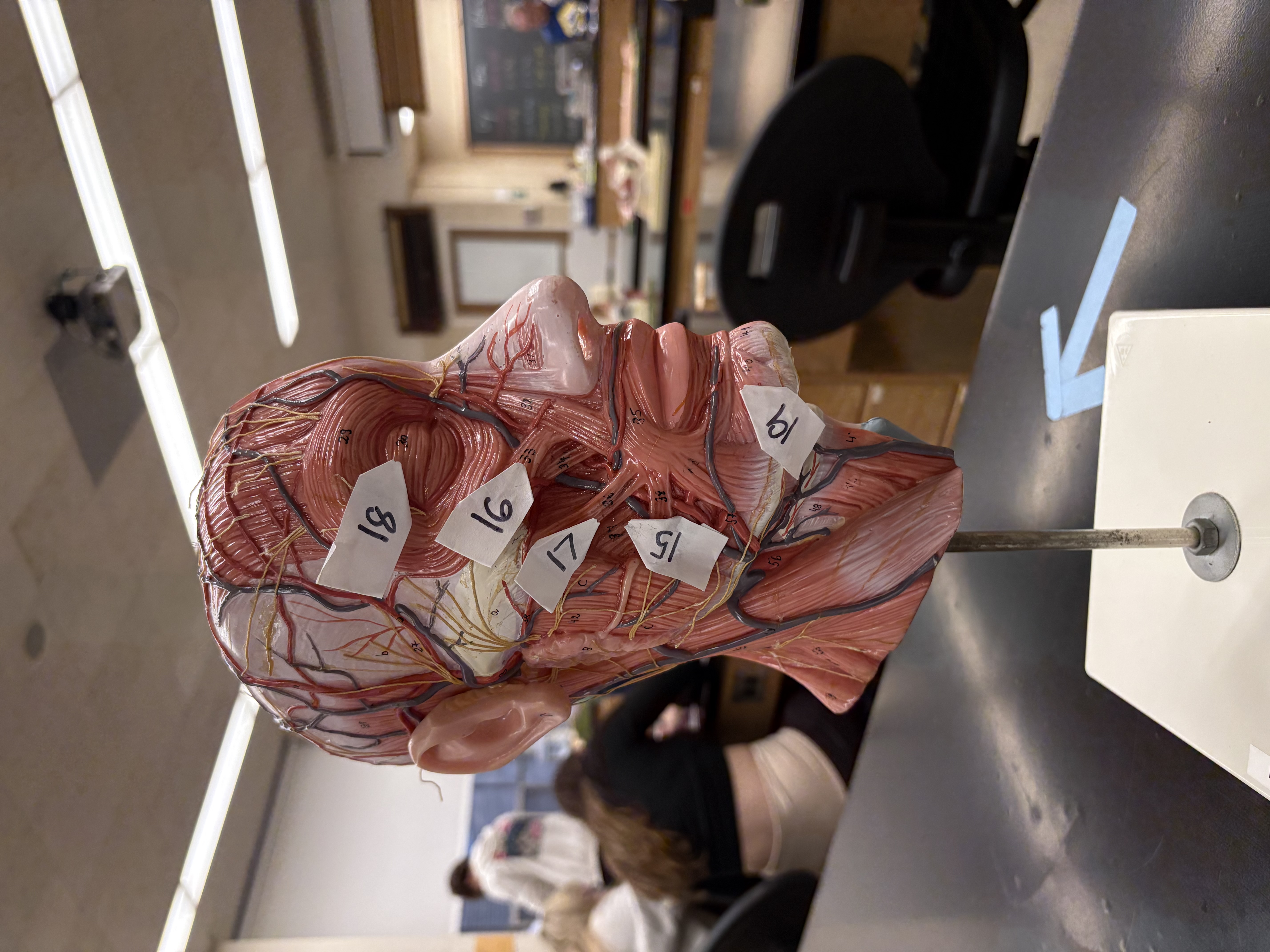 <p>compresses cheek (whilisting)15</p>