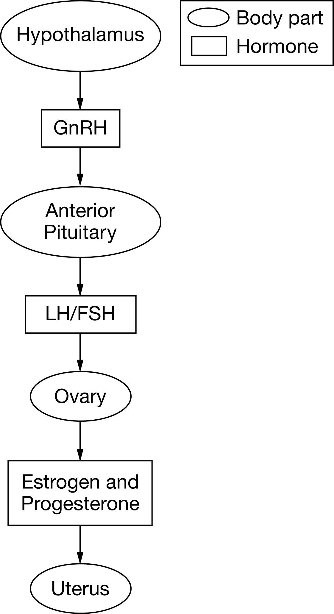 <p>Figure 1. A model of an endocrine signaling pathway showing involved body parts and hormones. GnRH = gonadotropin-releasing hormone, LH = luteinizing hormone, and FSH = follicle-stimulating hormone.</p><p style="text-align: start">Figure 1 shows a model of the endocrine signaling pathway that regulates ovulation. Which of the following observations would provide evidence of a positive feedback mechanism in this system?</p><ul><li><p style="text-align: start"><strong>A: </strong>Estrogen from the ovaries inhibits the release of GnRH from the hypothalamus.</p><p style="text-align: start"></p></li><li><p style="text-align: start"><strong>B: </strong>Progesterone from the ovaries stimulates the thickening of the uterine lining.</p><p style="text-align: start"></p></li><li><p style="text-align: start"><strong>C: </strong>Progesterone from the ovaries inhibits the release of LH and FSH from the anterior pituitary.</p><p style="text-align: start"></p></li><li><p style="text-align: start"><strong>D: </strong>Estrogen from the ovaries stimulates the hypothalamus and anterior pituitary to secrete more GnRH, LH, and FSH.</p></li></ul>