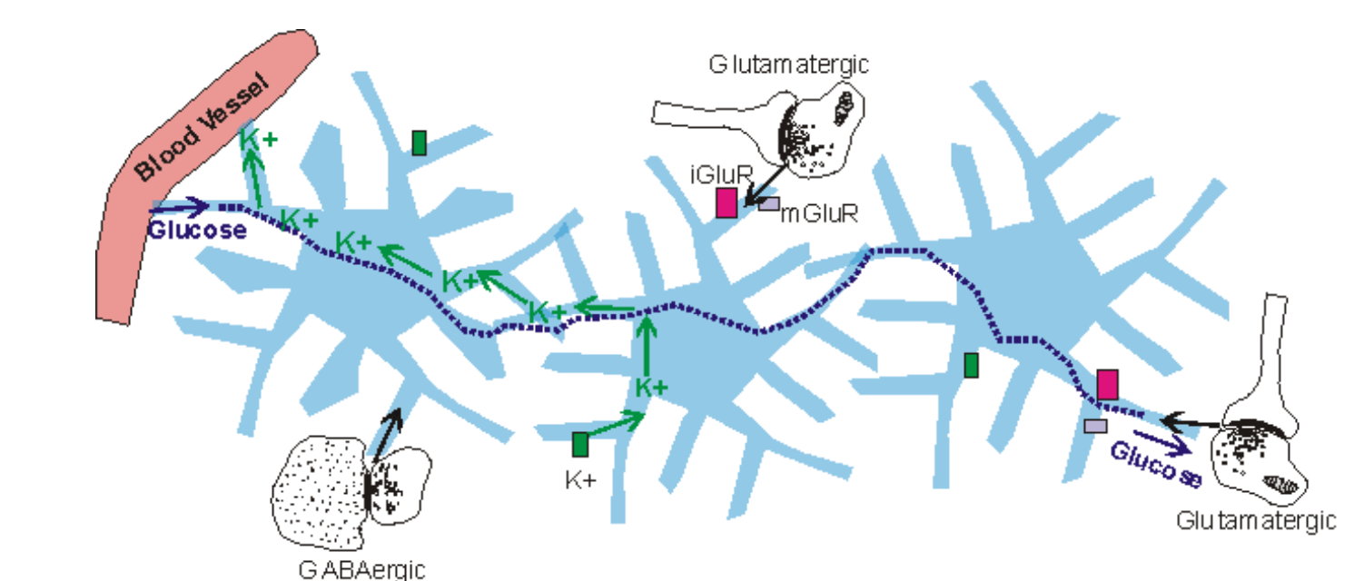 <p>Le K+ passe par plusieurs astrocytes qui va redistribuer où le K+ est bas → tamponnement spatial et relaché le K+ restant dans les capillaires sanguins.</p>